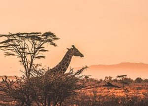 Africa