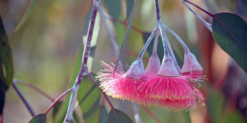 Australian native mallee tree
