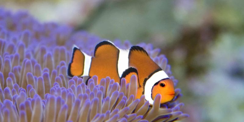 Clown fish on the Great Barrier Reef