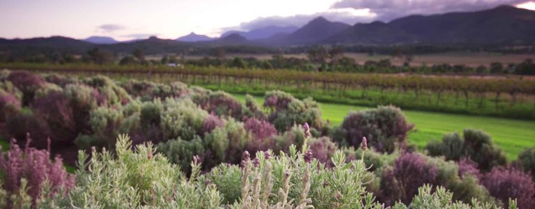 Lavender farm and vineyards, Scenic Rim