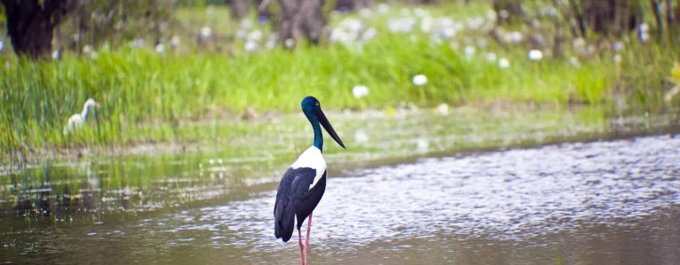 A Jabiru in Kakadu National Park