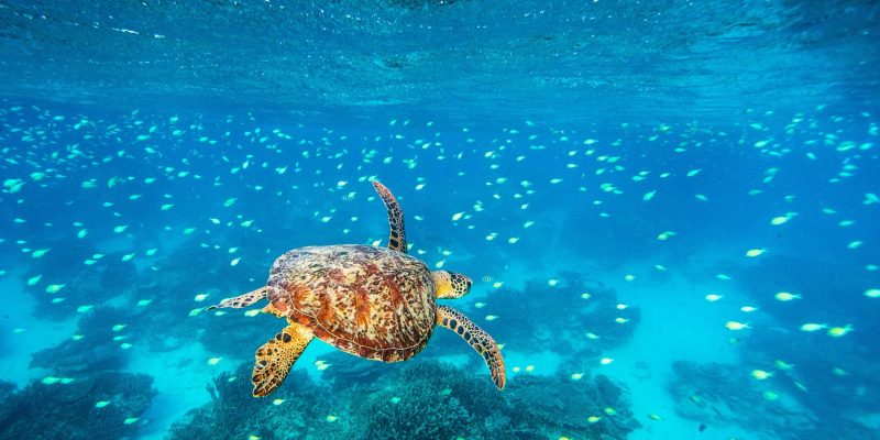 Turtle, Great Barrier Reef, Lady Elliot Island