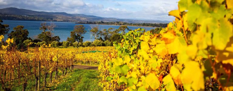 Vineyards in the Tamar Valley, Tasmania