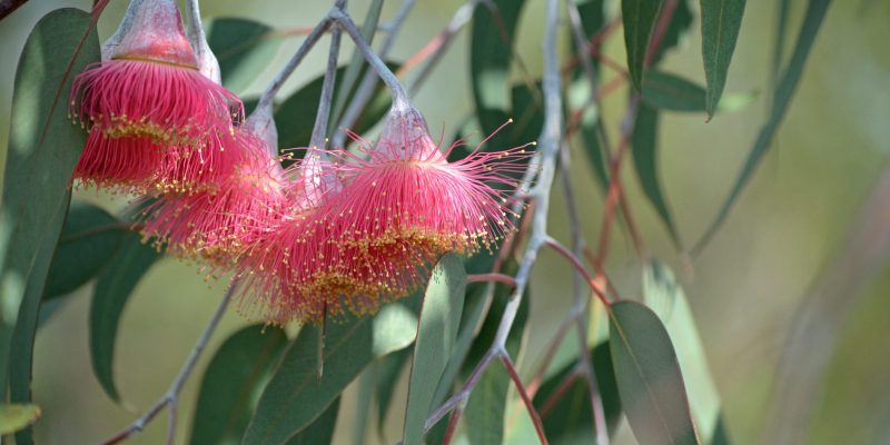 Eucalyptus wildflowers, Western Australia