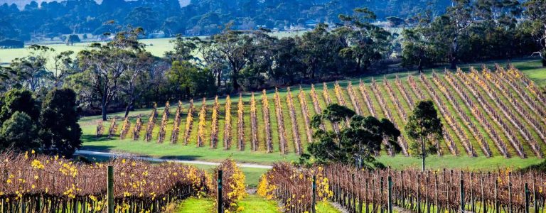 Vineyards, Mornington Peninsula